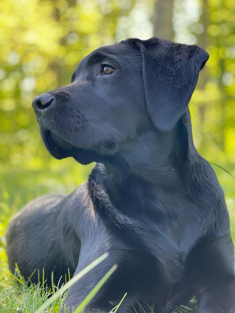 Des Etangs D'Orient - Labrador Retriever - Portée née le 03/12/2020