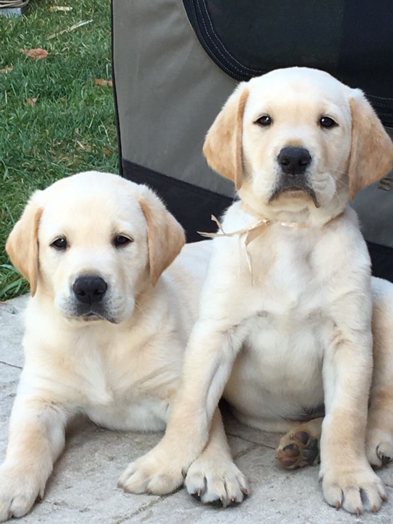 Des Etangs D'Orient - Labrador Retriever - Portée née le 13/05/2018