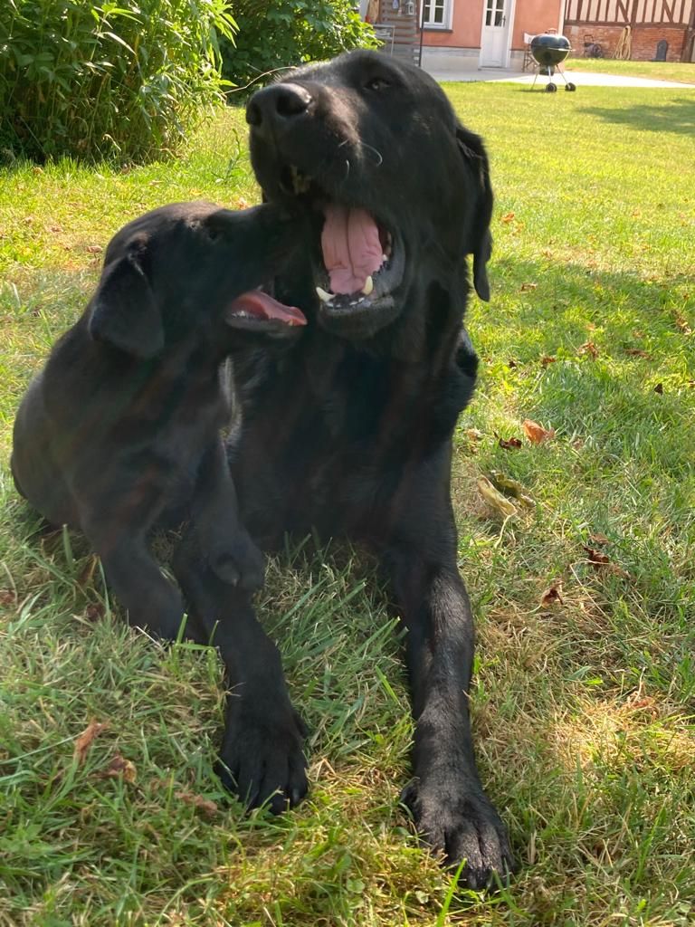Chiot Labrador Retriever Des Etangs D'Orient