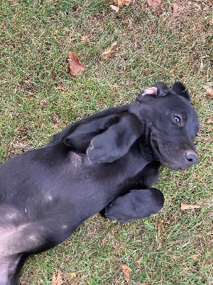 CHIOT 2