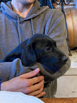 CHIOT 1